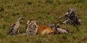 072 Masai Mara, gieren